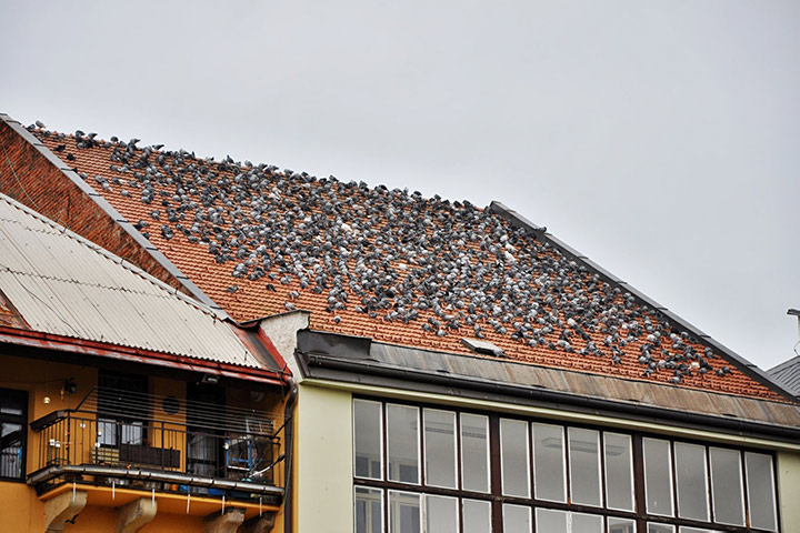 A2B Pest Control are able to install spikes to deter birds from roofs in South Croydon. 