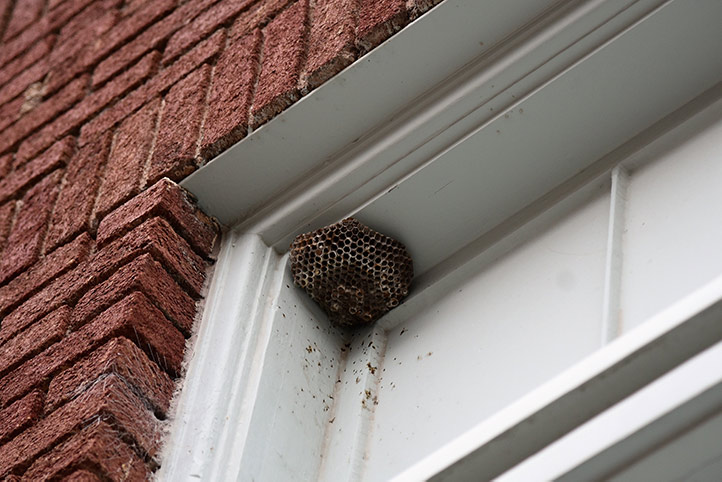 We provide a wasp nest removal service for domestic and commercial properties in South Croydon.